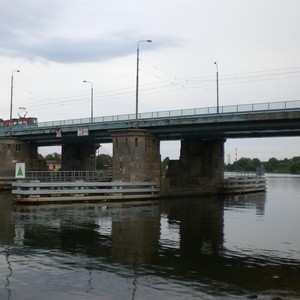 Łabędź na ulicy
