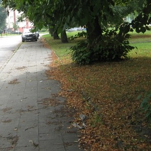 Chodniki mogą być czyste