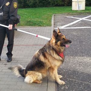 Pupila pragnienie wolności