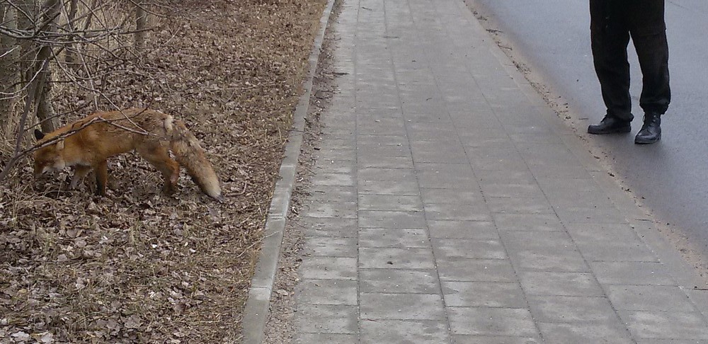 Chodził lisek koło drogi…