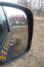 Chodził lisek koło drogi…