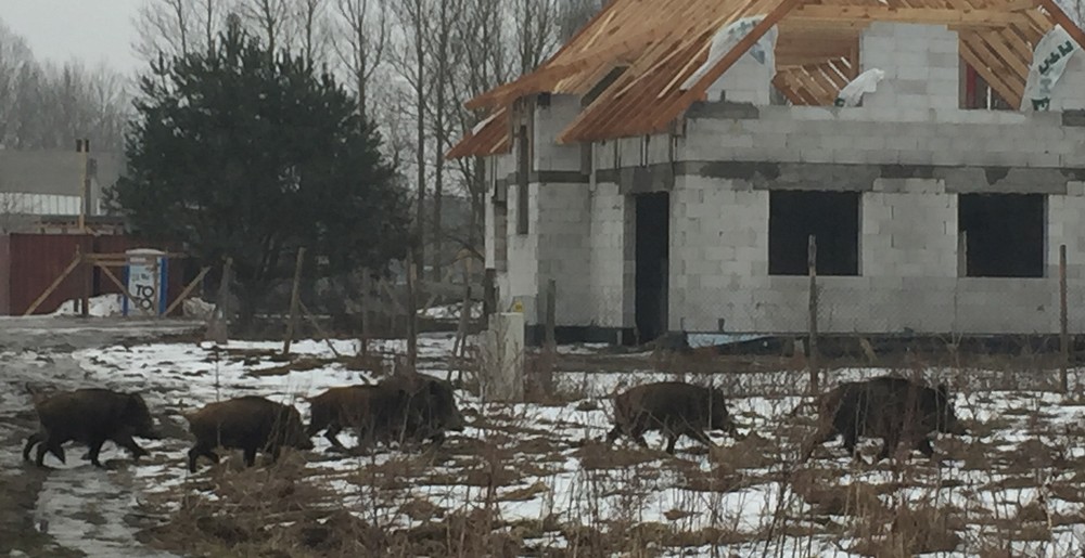 Sąsiedzi nie zawsze mile widziani