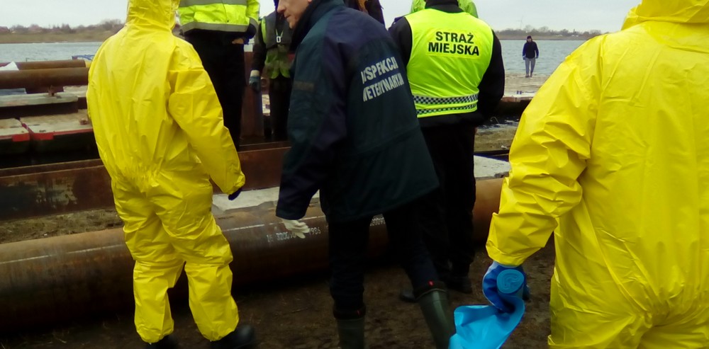 Ptasia grypa: ważne informacje dla hodowców drobiu
