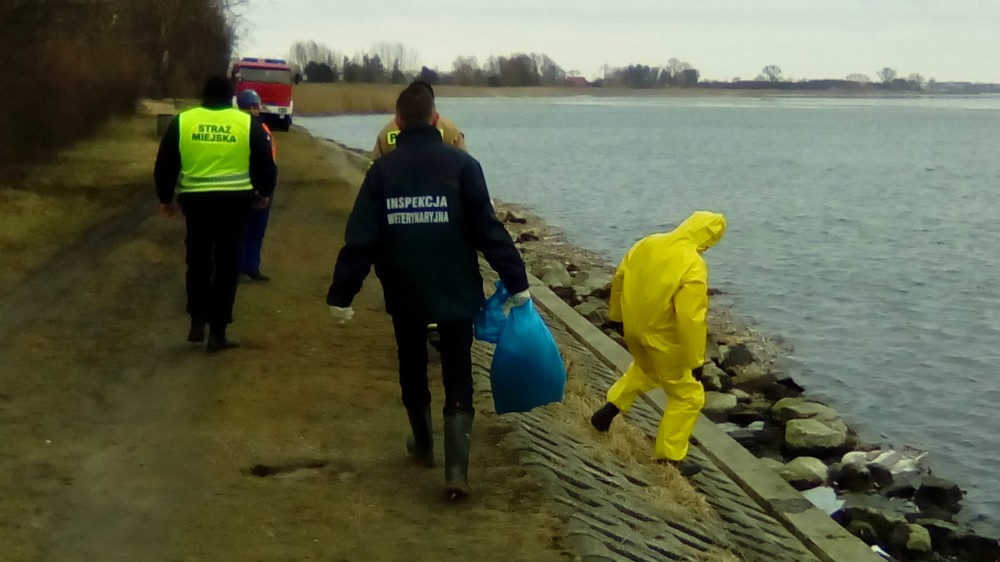 To ptasia grypa - dla ludzi zagrożenia nie ma!