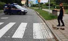 Za mundurem kaczki sznurem