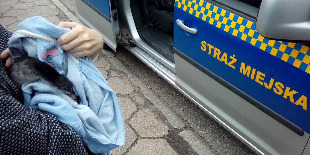 Mały brodziec w wielkim mieście