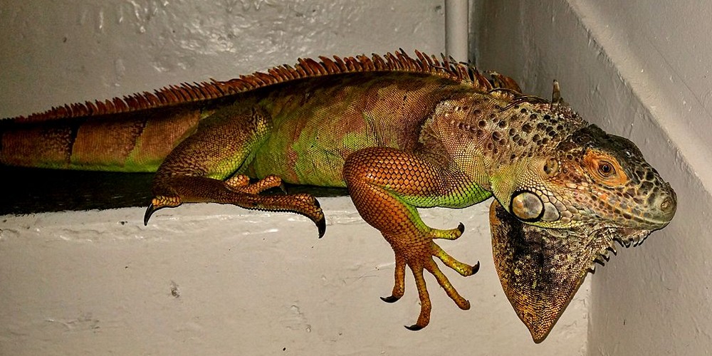 Porzucony legwan