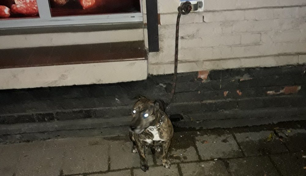 Zziębnięty, zostawiony przed sklepem