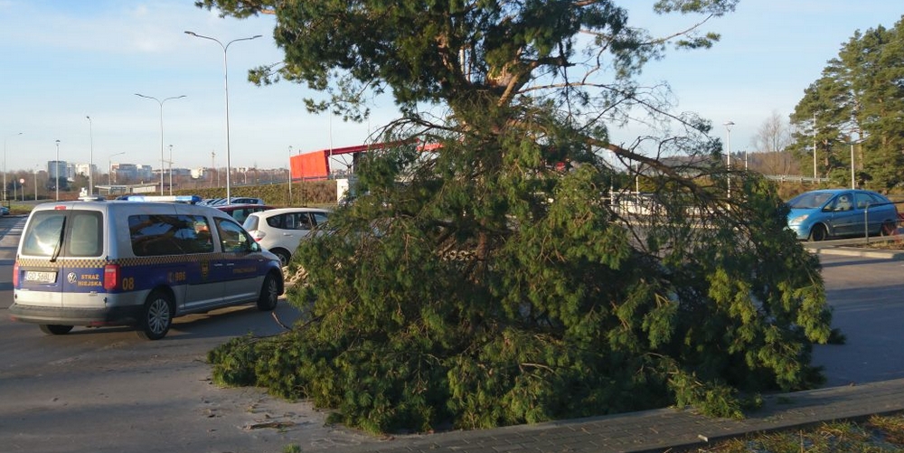 Uszkodzona gałąź nad parkingiem