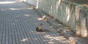 Na ratunek uwięzionym kaczętom