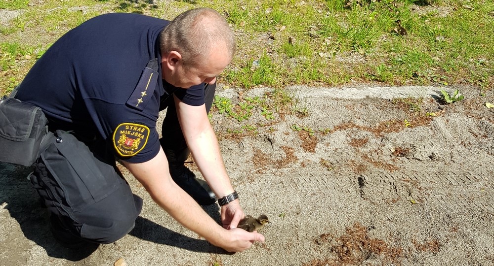 Na ratunek uwięzionym kaczętom