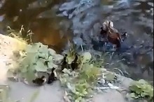 Kacza rodzinka w tarapatach