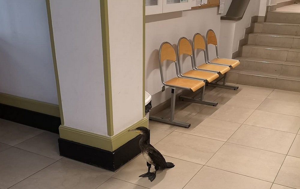 Przychodzi kormoran do lekarza…