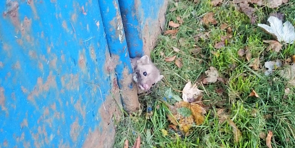 Fretka uwięziona w ogrodzeniu