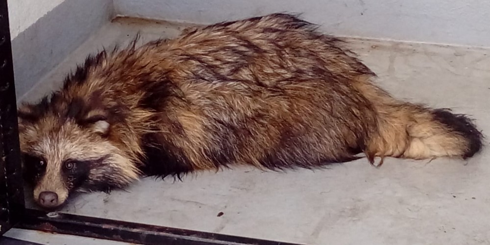 Jenot w pułapce