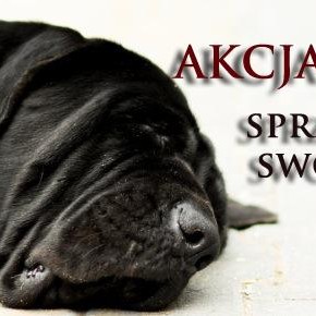 Akcja Pupil w południowych dzielnicach Gdańska