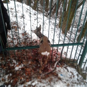 Sarna uratowana przez strażników