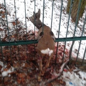 Koziołek sarny uratowany przez strażników