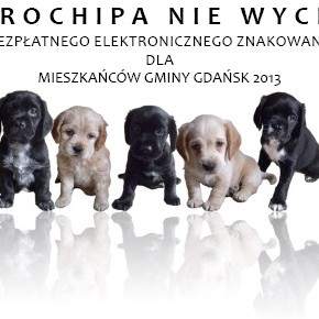 Jak odnaleźć zagubionego psa?