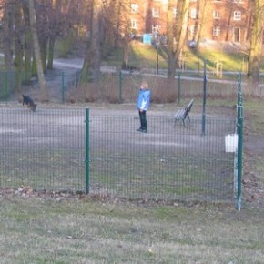 Skrawki psiego raju w wielkim mieście