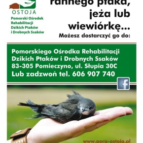 Jeśli znalazłeś rannego ptaka, jeża lub wiewiórkę…