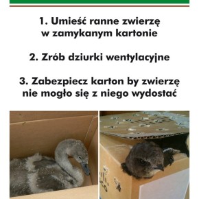 Jeśli znalazłeś rannego ptaka, jeża lub wiewiórkę…