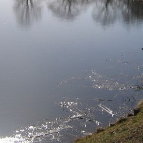 Rybitwa uwięziona