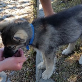 Pani zostawiła go w aucie, w oczy zajrzała mu śmierć…