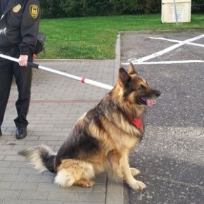 Pupila pragnienie wolności