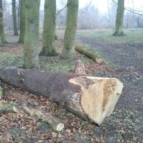 Wycinka przy ul. Świbnieńskiej