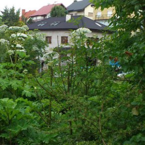 Barszcz Sosnowskiego także w Gdańsku