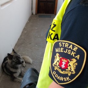 Lekkomyślny właściciel psa