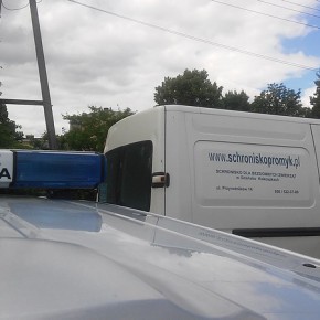 Dwa tygodnie bez jedzenia i picia spędziły dwa psy na działce przy ulicy Modrej w Gdańsku