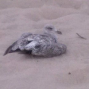 Ranny ptak na Westerplatte