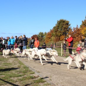 Puchar Polski w Wyścigach Psich Zaprzęgów - Gdańsk, Park Reagana, 24-25.10.2015 r.