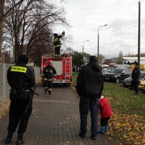 Niebezpieczny konar nad głowami pieszych