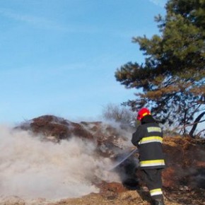 Płomienie na Wyspie Sobieszewskiej