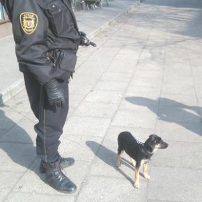 Miała dość, uciekła od swego pana