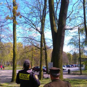 Suche konary i gałęzie też mogą być niebezpieczne