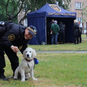 Nasz służbowy pies Marley i jego opiekunka
