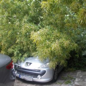 Przewrócone drzewo
