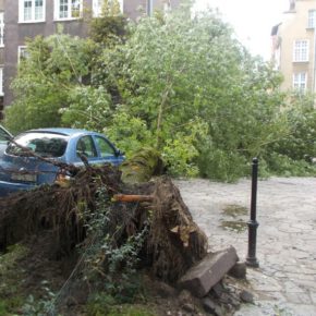 Przewrócone drzewo