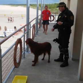 Pies wrócił do swej pani