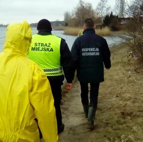Ptasia grypa: ważne informacje dla hodowców drobiu