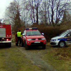 fot. Straż Miejska w Gdańsku