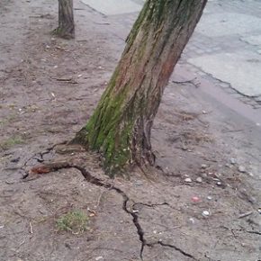 Wycinka uszkodzonego drzewa