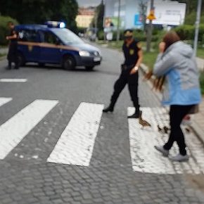 Za mundurem kaczki sznurem