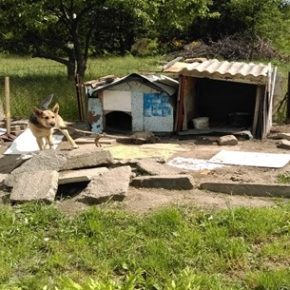 Pieskie życie to już przeszłość