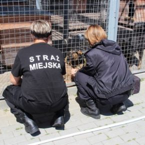 Pomogliśmy bezdomnym czworonogom