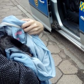 Mały brodziec w wielkim mieście
